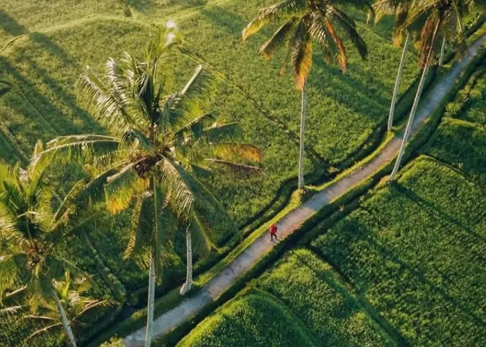 Downhill Cycling Ubud With Volcano, Jungle, Rice Terrace With Meals Tampaksiring
